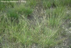 Poverty Oatgrass /
Danthonia spicata